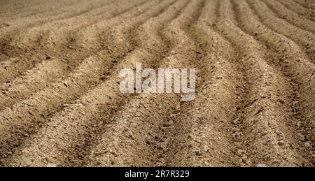 Furchenreihenmuster auf einem gepflügten Feld, das für das Pflanzen von Erntegut im Frühjahr vorbereitet ist. Horizontale Ansicht in Perspektive. Stockfoto