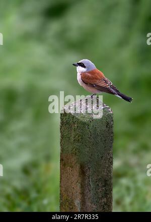 Brauner Spatzenvogel auf einer Säule, detailliertes Foto von Spatzenvogel Stockfoto