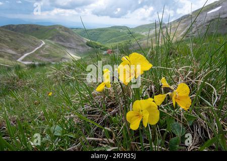 Eugenias Weichei (Viola eugeniae), wilde Weicheier, die in den Apenningebirgen, Italien, Europa am Monte Terminillo wachsen Stockfoto