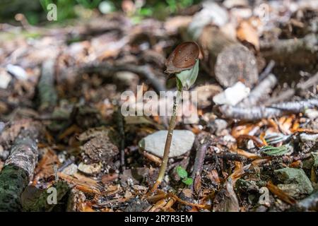 Buchenbaum-Setzling (Fagus sylvatica) oder Setzling, der im dichten Schatten der Buchenwälder im Mai oder im späten Frühling wächst Stockfoto