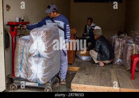 Sumedang, West-Java, Indonesien. 17. Juni 2023. Der Entwurf des Gesundheitsgesetzes (RUU), der derzeit von der Regierung diskutiert wird, ist zu einer Polemik geworden, da man davon ausgeht, dass er Tabakbauern bedroht. Der Entwurf eines Gesundheitsgesetzes enthält mehrere Verordnungen, von denen eine die Frage der Angleichung von Tabak und Tabakerzeugnissen an Betäubungsmittel, psychotrope Substanzen und Alkohol ist. Nach Angaben der Zentralstelle für Statistik (BPS) produzierte Indonesien 225,7 000 Tonnen Tabak, was einem Rückgang um 8 % gegenüber dem Vorjahr entspricht. (Kreditbild: © Algi Febri Sugita/ZUMA Press Wire) NUR ZUR REDAKTIONELLEN VERWENDUNG! Nicht für den kommerziellen GEBRAUCH! Stockfoto