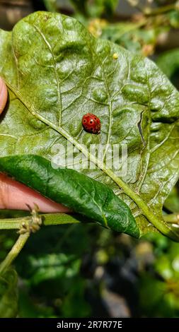 Ladybug sucht nach Essen unter Chiliblättern Stockfoto