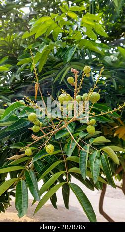 Rohe Longan-Früchte auf Longan-Baum mit unscharfem Hintergrund Stockfoto