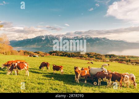 Viele junge Kühe grasen auf alpinen Weiden mit einem fantastischen Blick auf den schweizer Genfer See im Hintergrund Stockfoto