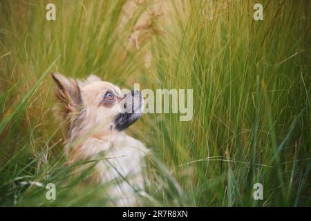 Porträt eines langen haares chihuahua. Kleiner Hund, der vom hohen Gras aufblickt. Stockfoto