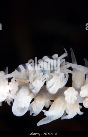 Weiße Peitschenkoralle Garnelen (Dasycaris zanzibarica) auf einer Peitschenkoralle. Anilao, Philippinen Stockfoto