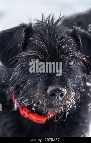 Ein schwarzer Hund mit gefrorenen Eiszapfen, die aus seinem Fell hängen, in der verschneiten Landschaft herumtoben und einen atemberaubenden visuellen Kontrast erzeugen. Stockfoto