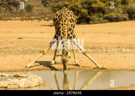 Eine Giraffe, Giraffa Camelopardalis, die aus einem der vielen künstlichen Wasserlöcher im trockenen Auob River im Kgalagadi-Nationalpark trinkt Stockfoto
