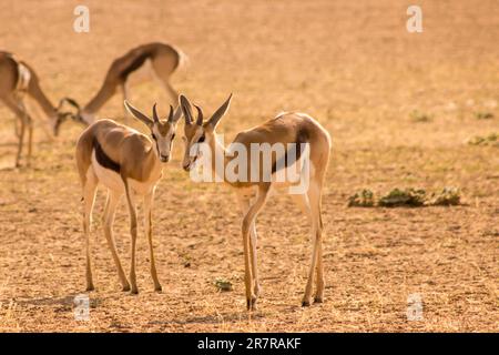 Zwei Young Springboks im trockenen Flussbett des Auob River im Kgalagadi-Nationalpark, Südafrika Stockfoto