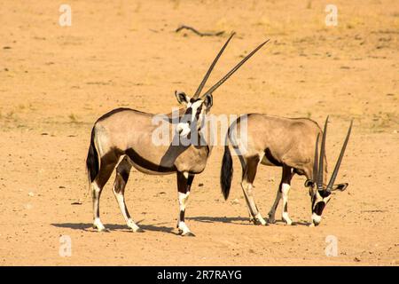 Zwei Gemsbok, Oryx Gazella in einem sandigen, trockenen Flussbett in der Kalahari-Wüste, in Südafrika Stockfoto