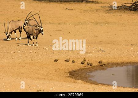 Eine kleine Herde von Oryx, Oryx Gazella und eine kleine Herde von Namaqua-Sandhühnern, Pterocles Namaqua, nähern sich einem Wasserloch in der Kalahari Stockfoto