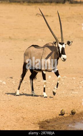 Ein einsamer Gemsbok, Oryx Gazella, RAM geht zu einem Wasserloch im trockenen Auob River Bed im Kgalagadi Nationalpark in Südafrika Stockfoto