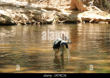 Der Hund badet in einem See Stockfoto