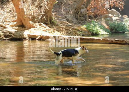 Der Hund badet in einem See Stockfoto