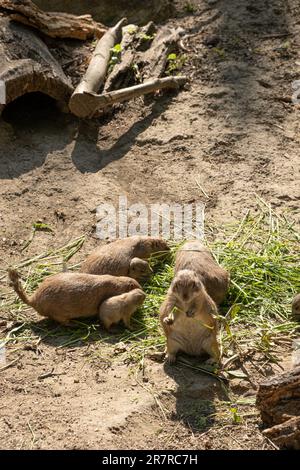 Präriehund-Familie, Gattung Cynomys, fressen Gras. Stockfoto