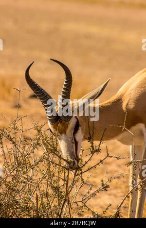 Springbok, Antidorcas marsupialis, grasen auf einem kleinen, harten Busch im trockenen Auob River Bed in der Kalahari Wüste in Südafrika. Das Springbok, Occupu Stockfoto