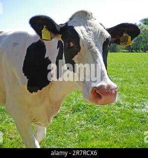 Porträt einer neugierigen schwarz-weißen Jungkuh. Die Rasse ist Holstein Friesian Stockfoto