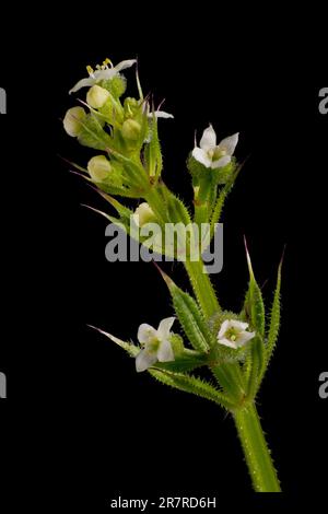 Spaltblüten (Galium aparine) winzige weiße Blüten Stockfoto