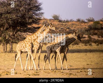 Eine Reise von Giraffen, Giraffa Camelopardalis, bei einem Spaziergang durch die halbaride Savanne des Kgalagadi-Nationalparks in Südafrika Stockfoto