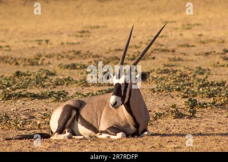 Ein einsamer Gemsbok, Oryx Gazella, liegt auf dem Sand des trockenen Flussbetts des Flusses Aoub im Kgalagadi-Nationalpark, Südafrika Stockfoto