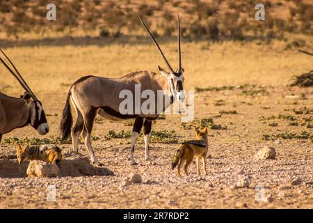 Erleben Sie einen Abstecher an einem Wasserloch im Kgalagadi-Nationalpark, Südafrika, zwischen einem Gemsbok Oryx und einem Schakal mit schwarzem Rücken. Stockfoto