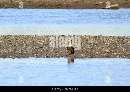 Gelbkopf-Caracara in Costa Rica Stockfoto