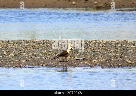Gelbkopf-Caracara in Costa Rica Stockfoto