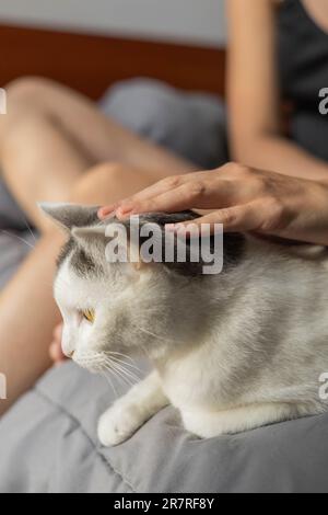 Streicheln einer weißen und grauen zweifarbigen Katze, ruhende Haustierdetails, Katzenliebe, Lebensstil Stockfoto