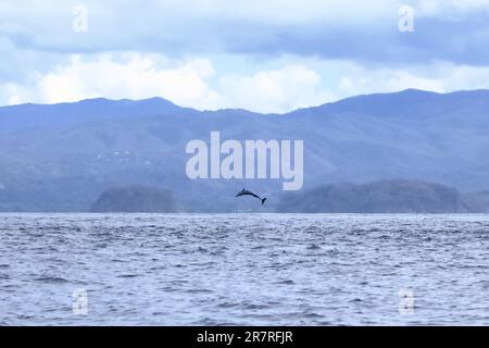 Fröhlicher pantropischer Delfin, Stenella attenuata, springt frei in der Nähe eines Walbeobachtungsboots in der Mitte der Pazifikküste, Costa Rica Stockfoto