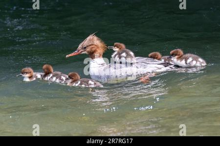 München, Deutschland. 17. Juni 2023. Eine Frau schwimmt mit ihren Mädels auf dem Eisbach im Englischen Garten. Der Goosander ist der größte Vertreter der Merganser-Gattung aus der Entenfamilie. Kredit: Peter Kneffel/dpa/Alamy Live News Stockfoto