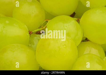 Reife grüne Trauben. Nahaufnahme frischer grüner Trauben mit Wassertropfen. Horizontales Makrobild Stockfoto