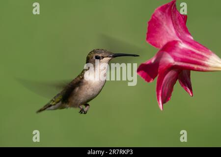 Ein weiblicher Kolibri mit rubinhaltigem Kehlkopf, der sich darauf vorbereitet, Nektar aus einer mandevilla-Blume zu sammeln. Stockfoto