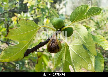 Trockene Feigen auf dem Baum während der Sommertrockenheit, Ficus carica, ökologischer Anbau aus Dalmatien, Kroatien Stockfoto