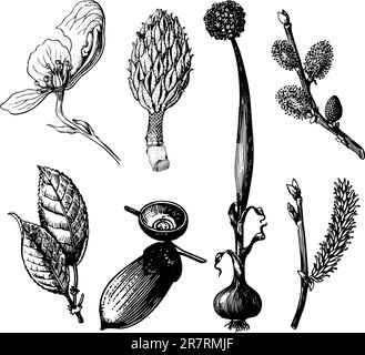 Einige verschiedene Pflanzen isoliert auf weißem Hintergrund Stock Vektor
