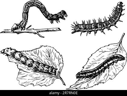 Einige verschiedene Raupen isoliert auf weißem Hintergrund Stock Vektor