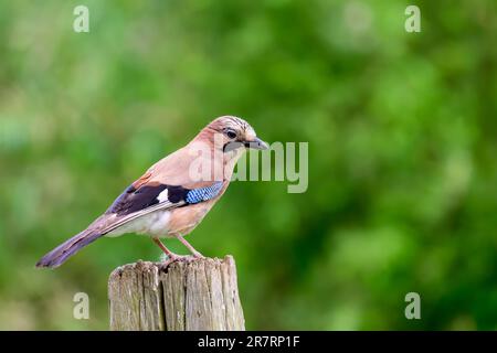 Jay, Garrulus glandarius, hoch oben auf einem Pfosten. Stockfoto