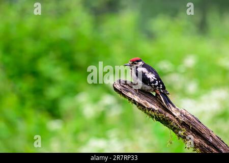 Junger Mann, großer Specht, Dendrocopos Major, hoch oben auf einem Ast Stockfoto