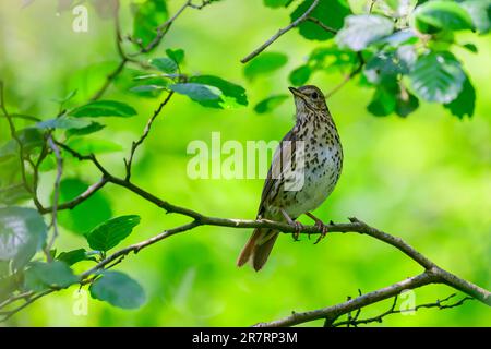 Mistle Thrush, Turdus viscivorus, hoch oben auf einem Ast Stockfoto