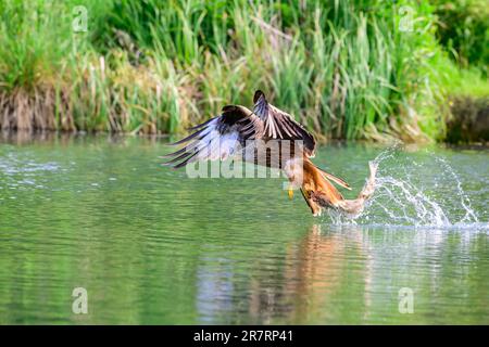 Red Drachen, Milvus milvus, Forellenfischerei. Stockfoto