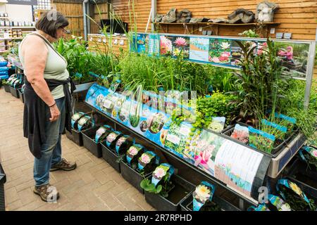 Frau, die in der Wasserpflanzen- und Wassergartenabteilung des Dobbies Garden Centre, King's Lynn, einkauft. Stockfoto