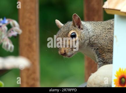 Ein Eichhörnchen kommt an Deck an Stockfoto