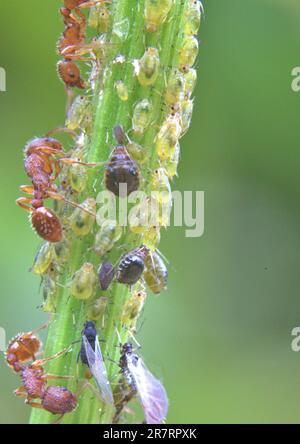 Ameisen und andere Insekten, die den Honigtau fressen, der von Blattläusen auf einem Pflanzenstamm erzeugt wird Stockfoto
