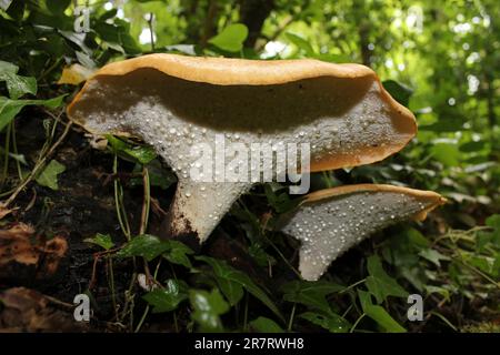 Unterseite von Dryads Saddle Polyporus squamosus mit Flüssigkeit, die aus Poren austritt, genannt Guttationsflüssigkeit Stockfoto