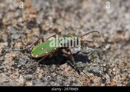 Grüne Sandlaufkäfer Cicindela campestris Stockfoto