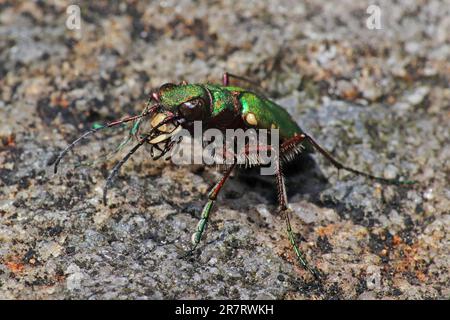 Grüne Sandlaufkäfer Cicindela campestris Stockfoto