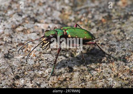 Grüne Sandlaufkäfer Cicindela campestris Stockfoto