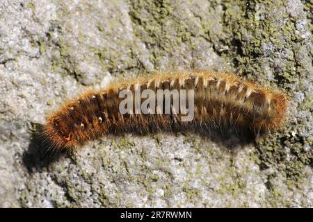 Eichenegar (Lasiocampa quercus) Stockfoto