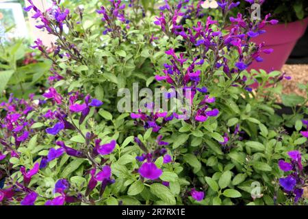 BBC Gardens, Birmingham, Großbritannien 2023 Stockfoto