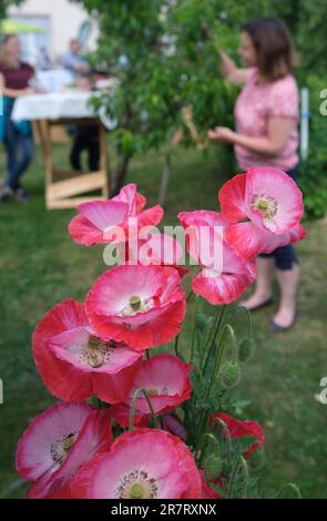 Frohburg, Deutschland. 17. Juni 2023. Besucher eines Gartens haben an