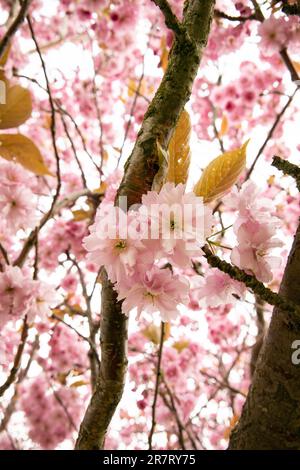 Rosa Kirschblüte auf einem Baum, nach oben gesehen, in vertikaler Form Stockfoto